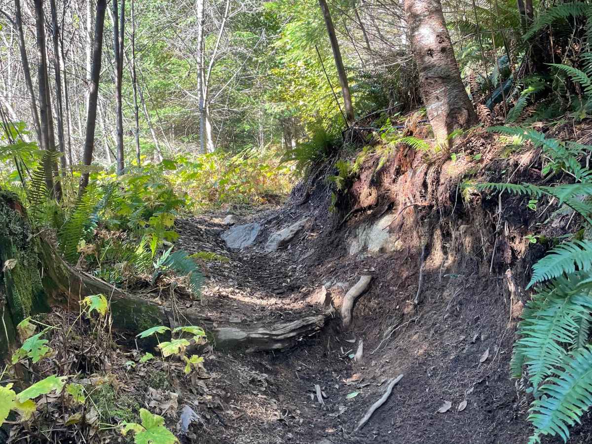Clearcut Sidehill photo 2