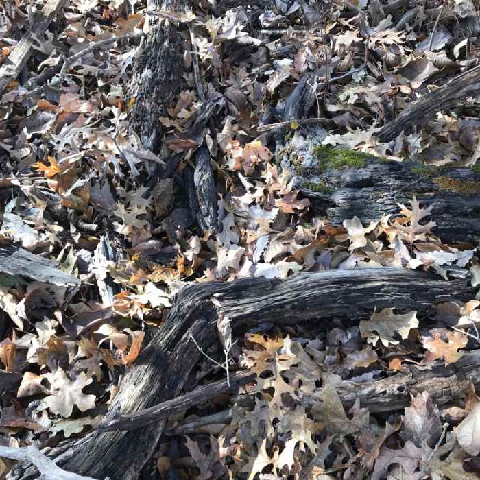 Trail debris. Rough going in some spots. Near Berry Bend West