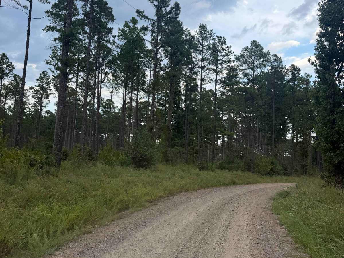 Pine Crisp  trail photo