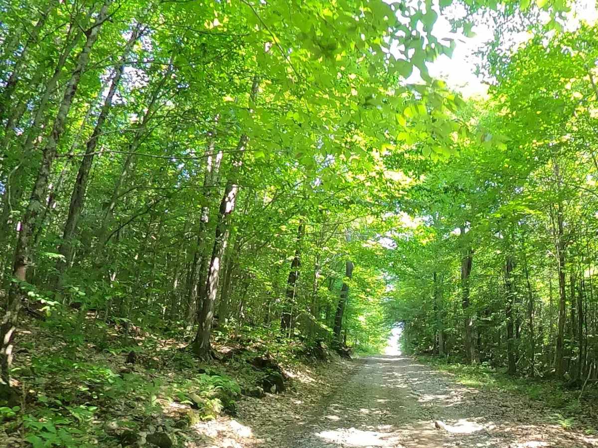 White Road photo 5