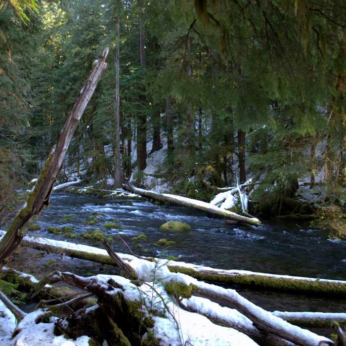 Near McKenzie River Trail: Trail Bridge to Tamolitch Pool