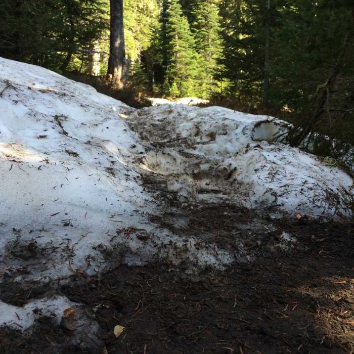 Near Indian Heaven Trail #33