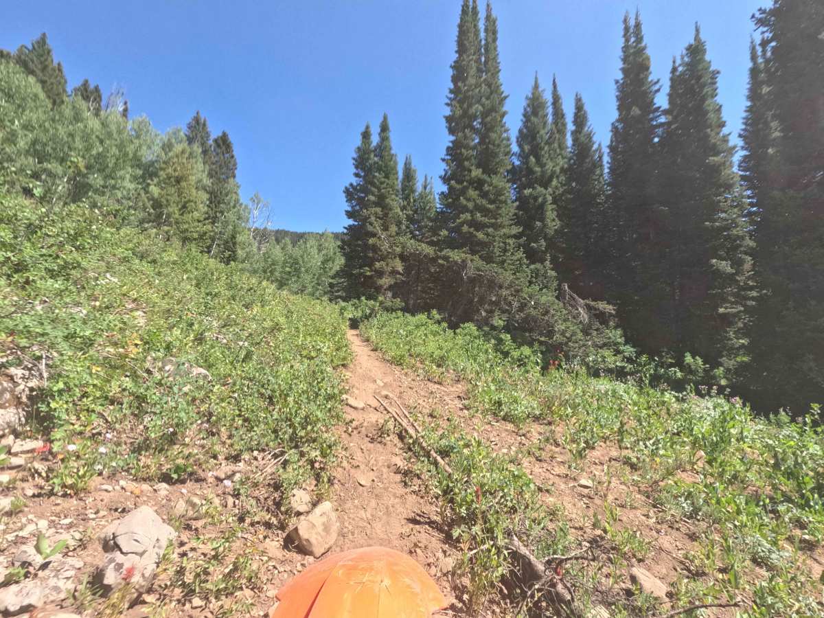 Horse Flat trail photo