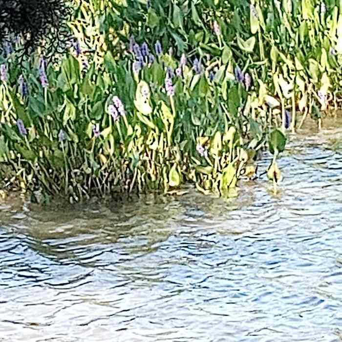 Caledon Marsh off the Rookery Trail Near Caledon West Side to the Marsh