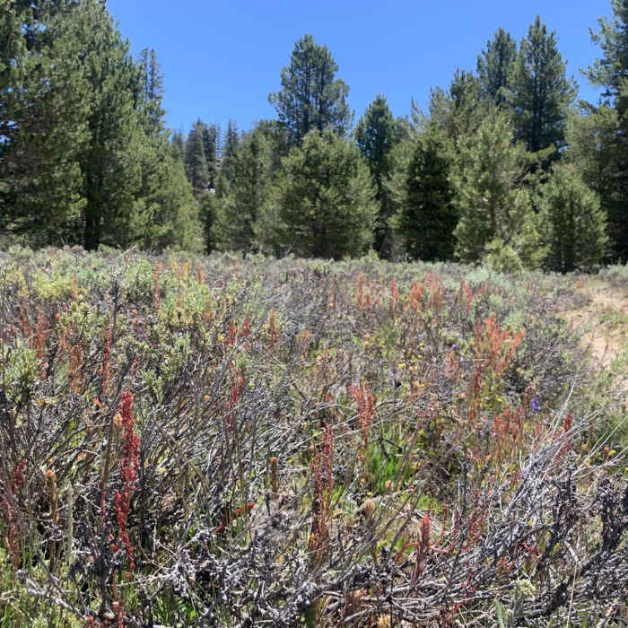 Near Sage Flat Loop