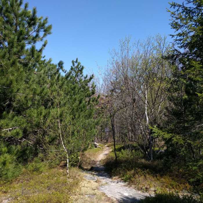 Near Belknap Range Trail Near Belknap Range Trail