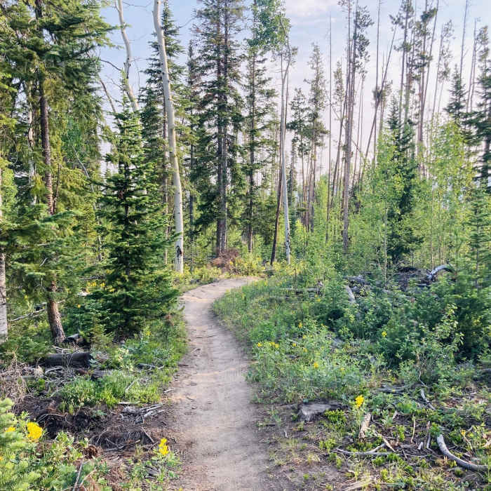Top of the trail Near Chainsaw