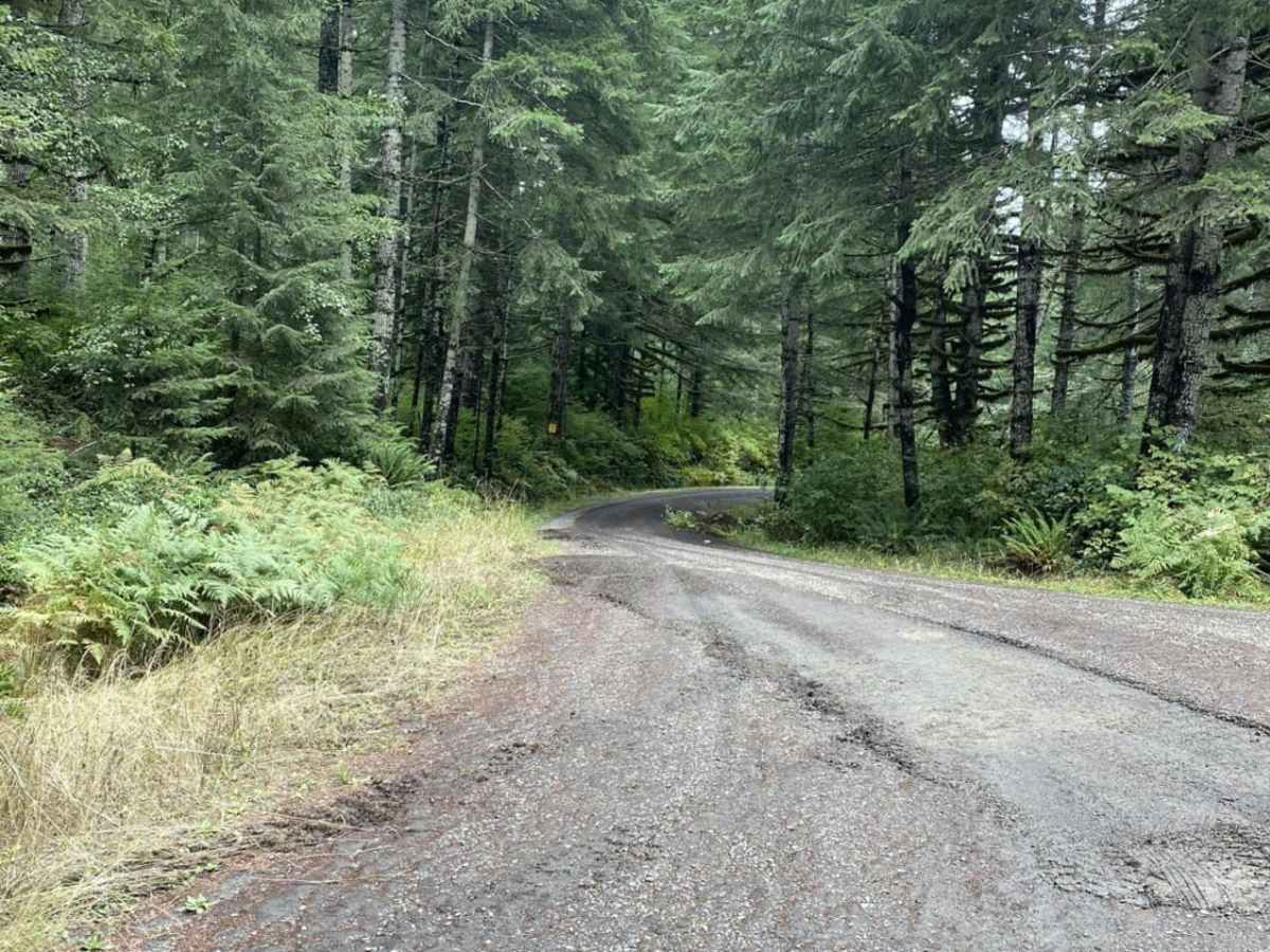 Porter Ridge trail photo