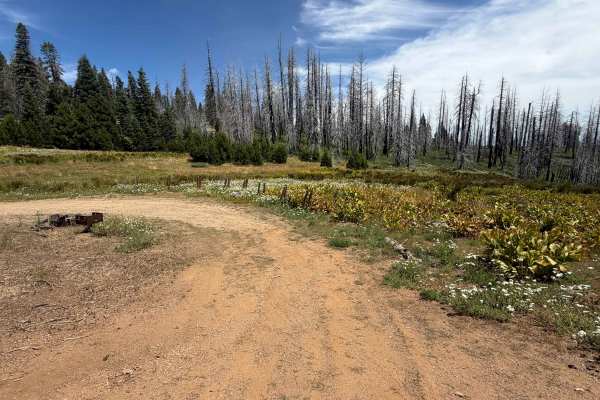 Rocky Cabin Spring - FS 24N40