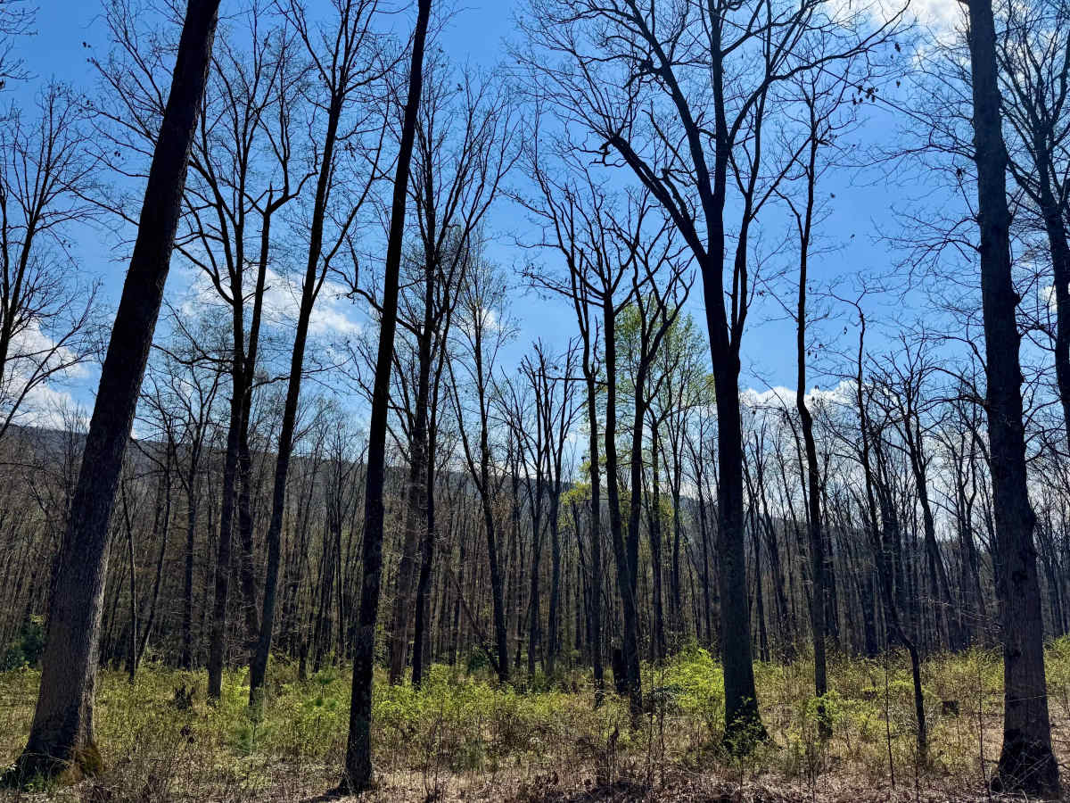 East Spruce Run Road photo 4