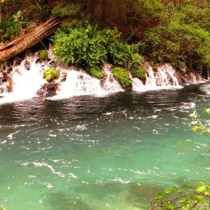 Near Metolius River Trail West