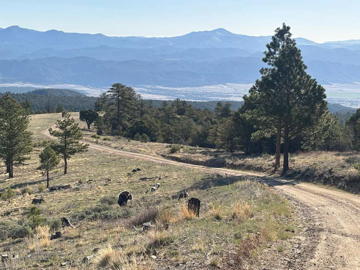 Droney Gulch photo 6
