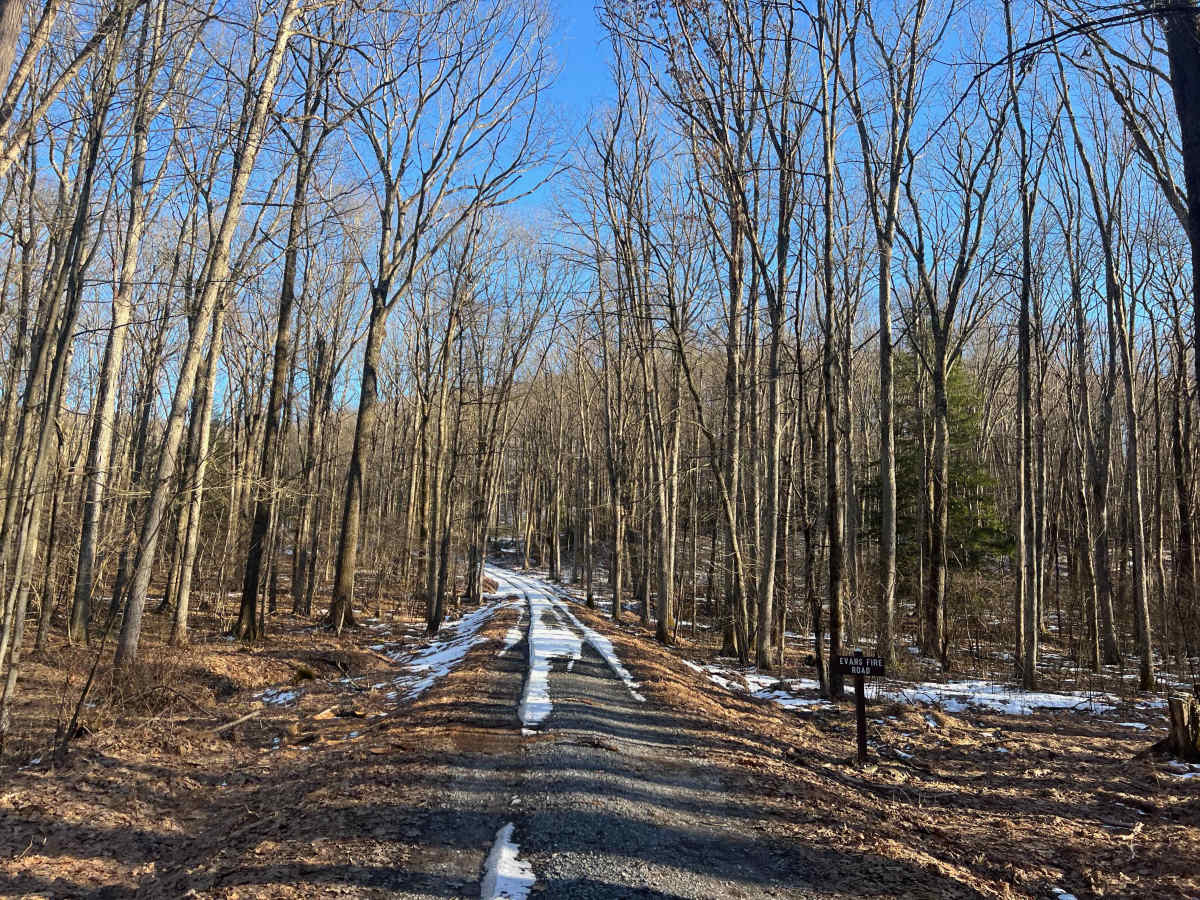 Evans Fire Road trail photo