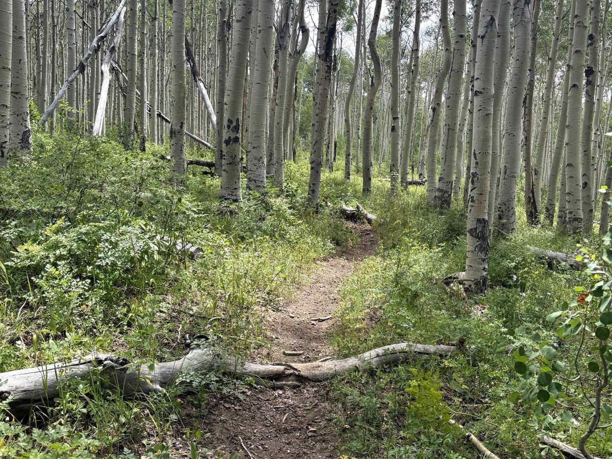 Powerline Trail photo 6