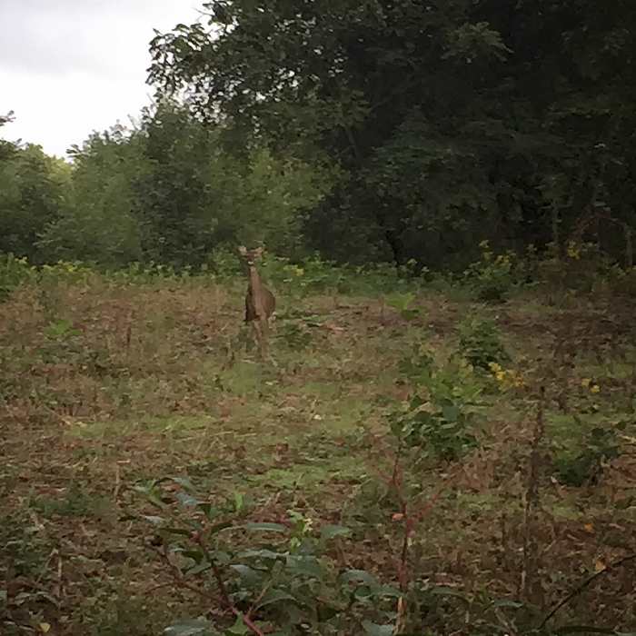 A deer peeks out from one of the open meadows along the way. Near Seven Oaks Preserve Trail