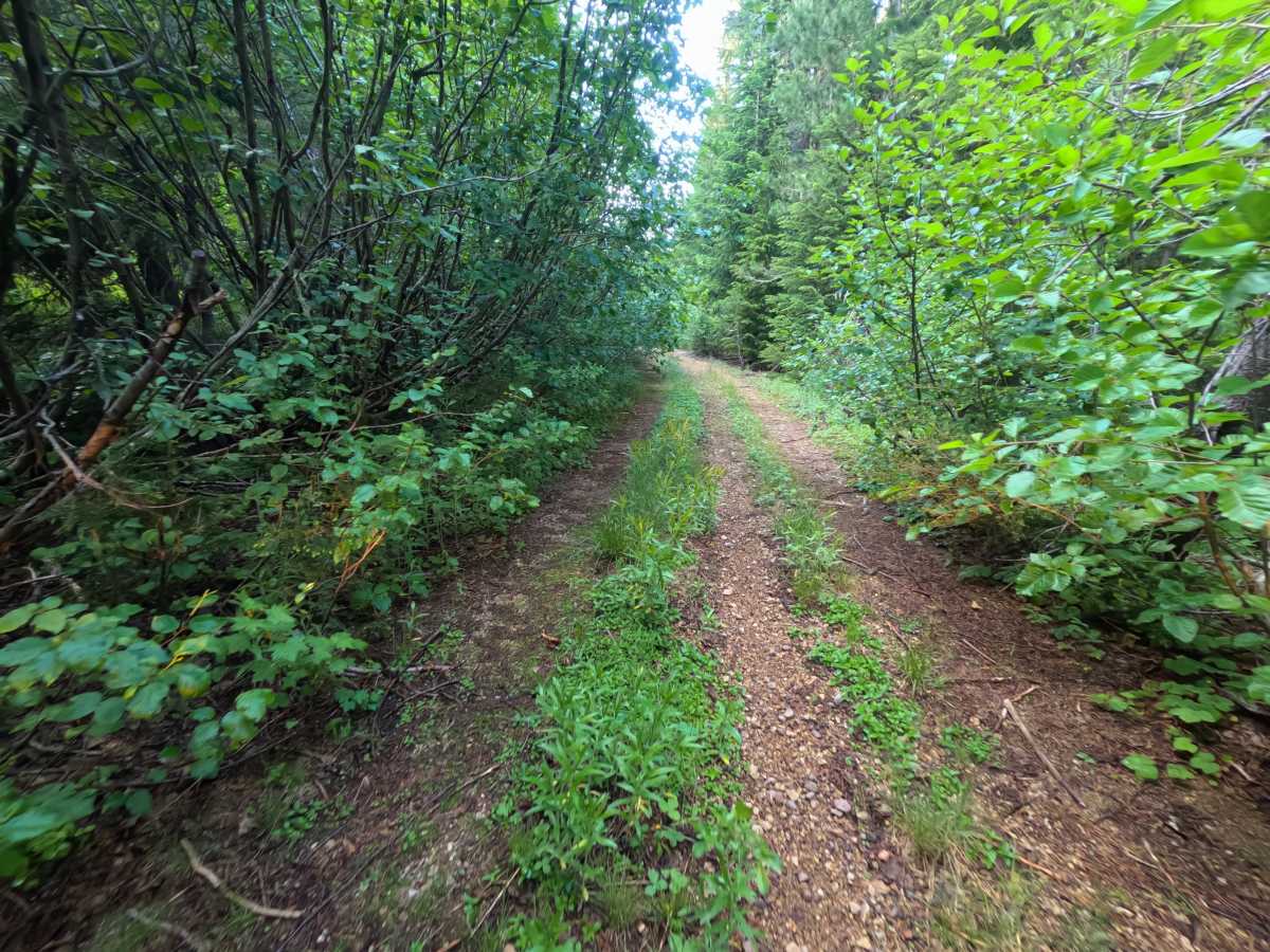 FS 9091000 trail photo