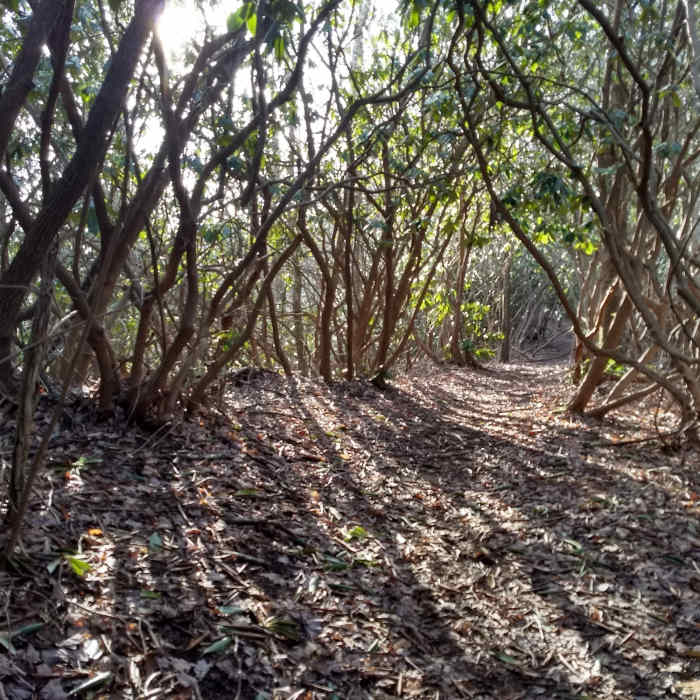 A sunny morning on the Baxter Creek Trail about a mile or so above its namesake creek, as it passes through a rhododendron tunnel. Near Mt. Sterling Loop (Big Creek / Baxter Creek)