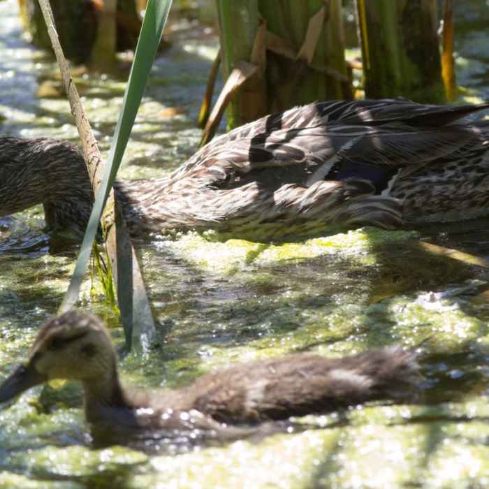 Near Dr. Rod Coler Audubon Nature Trail