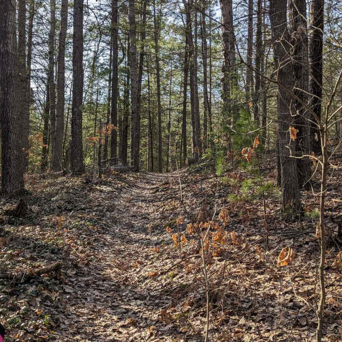 Near Lost Twin Lakes Pathway