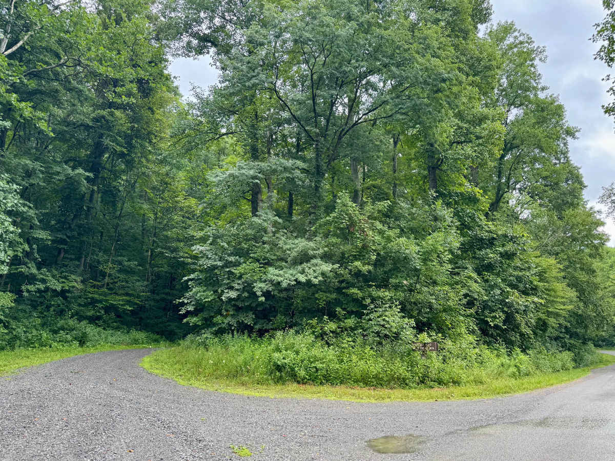 White Oak Road - FS 133 trail photo