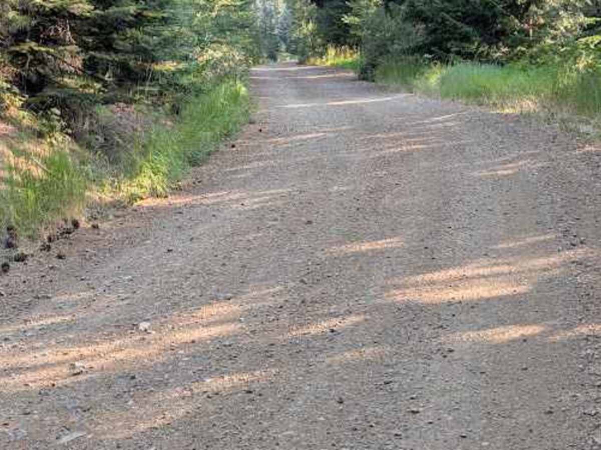 Forest Road 9718 photo 3