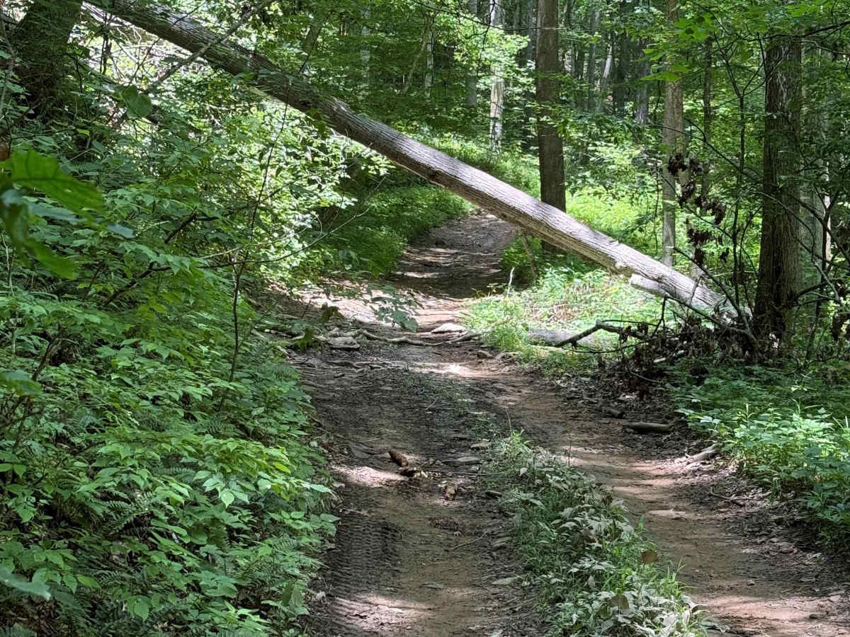 Mountain Fork photo 3