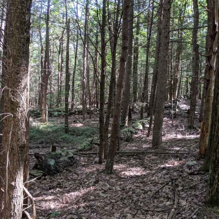 Near Savage Hill Wildlife Management Area