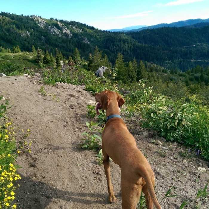 Near Truly Around the Mountain Bogus Basin