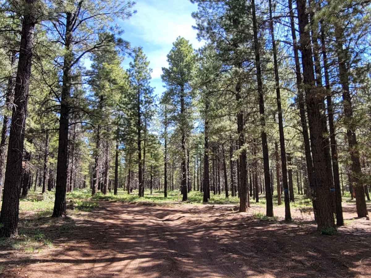 Turkey Track Loop - #17 trail photo
