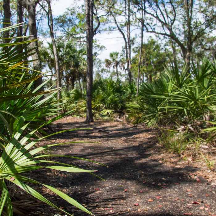 Near Sandpiper Loop Nature Trail