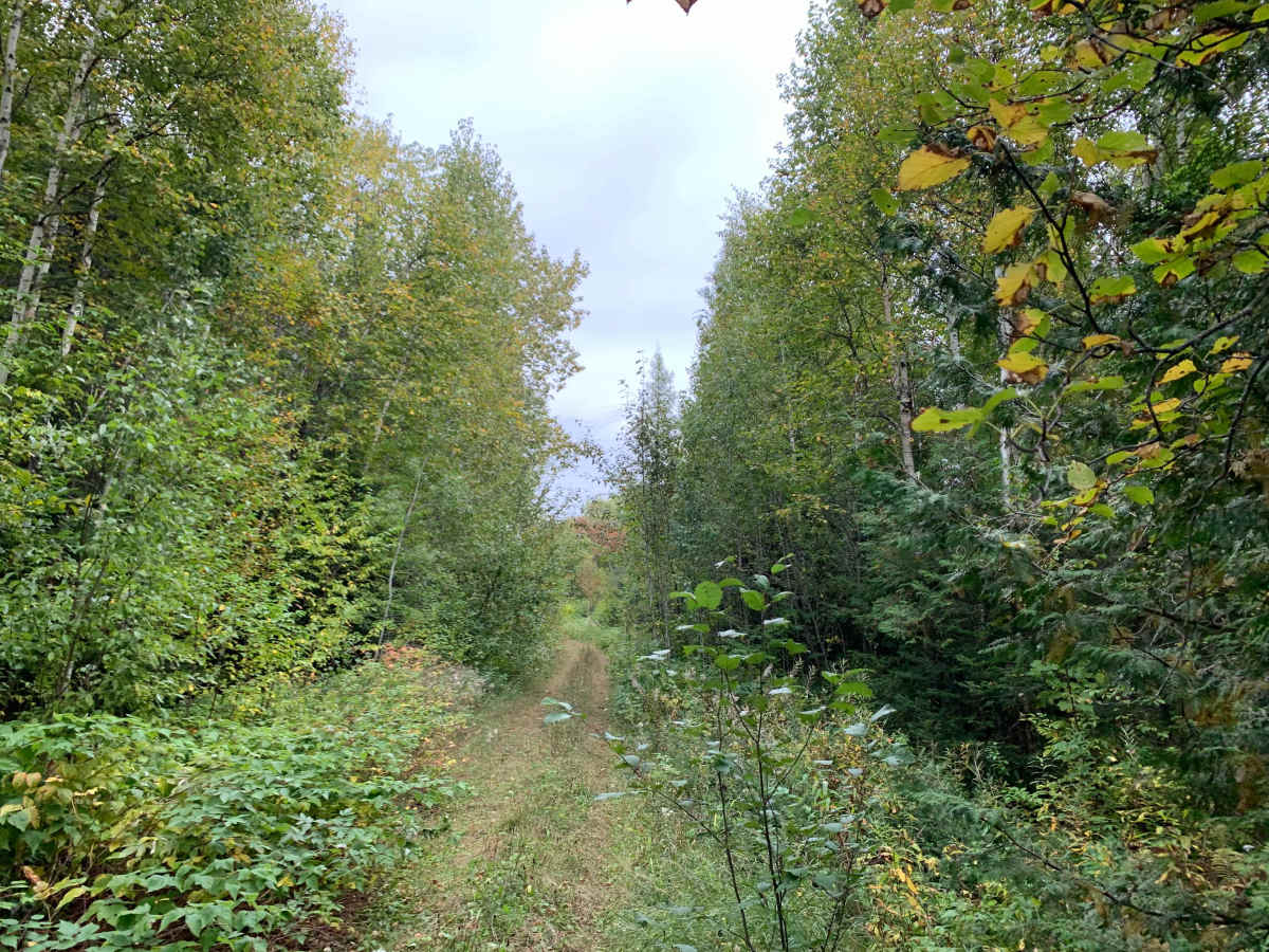 Pearl Lake Trail - FS 1849 photo 4