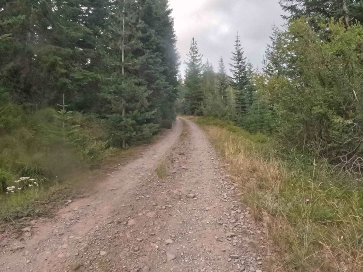 Coffin Mountain Road - FS 1168430 photo 6