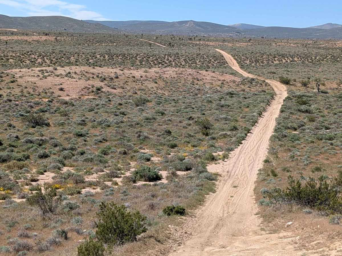 BLM SC82 photo 2