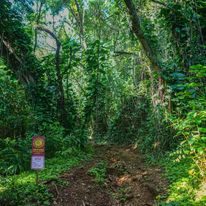 Near Waiakeakua Stream Near Waiakeakua Stream