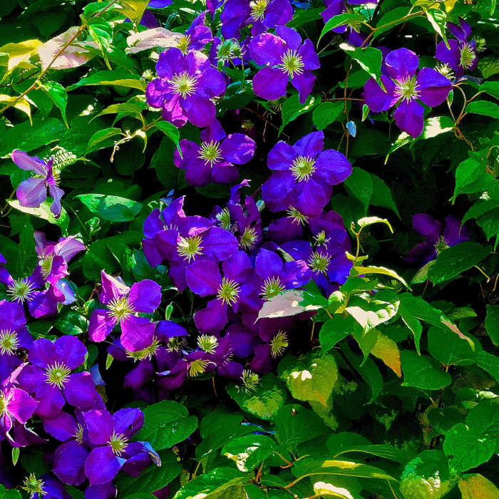 Purple clematis from the Tolt Pipeline Trail Near Tolt Pipeline Trail