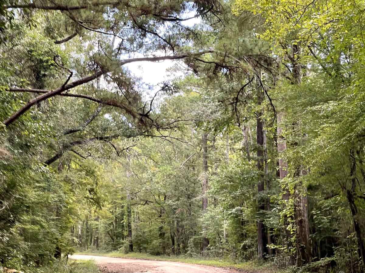 Governor Road  photo 2