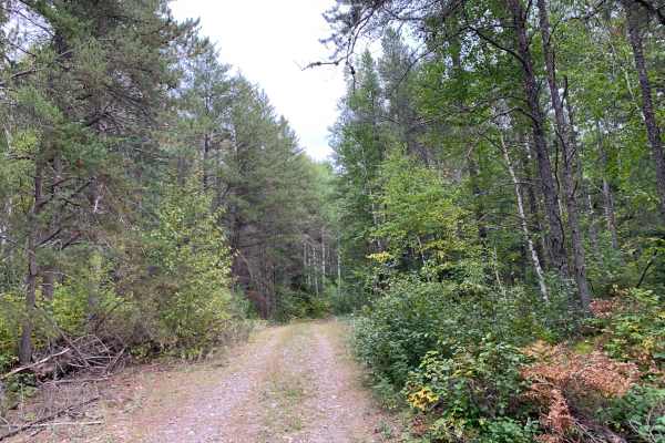 Northwest Spur B Trail - FS 373B