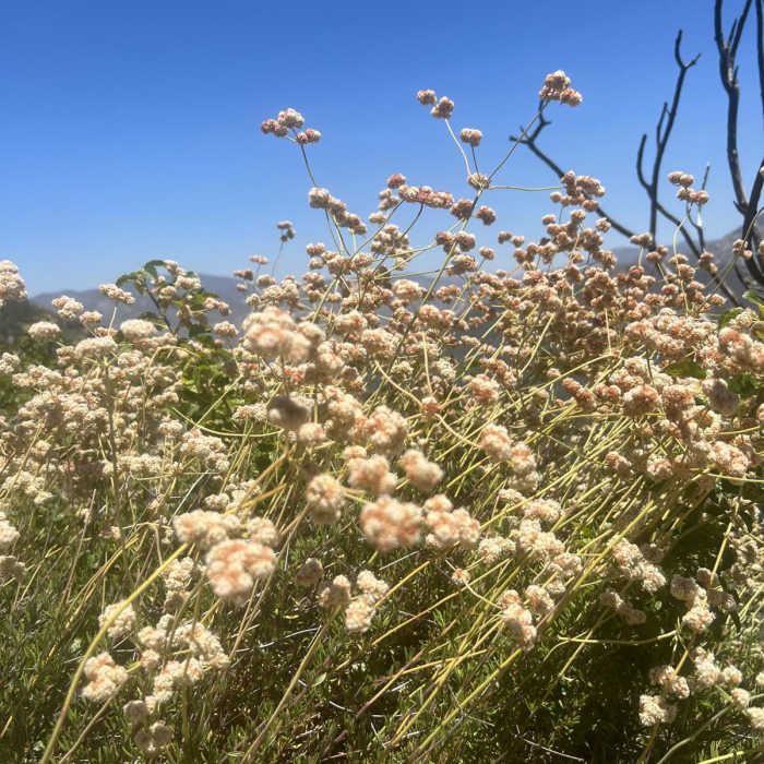 Near Grizzly Flat Trail