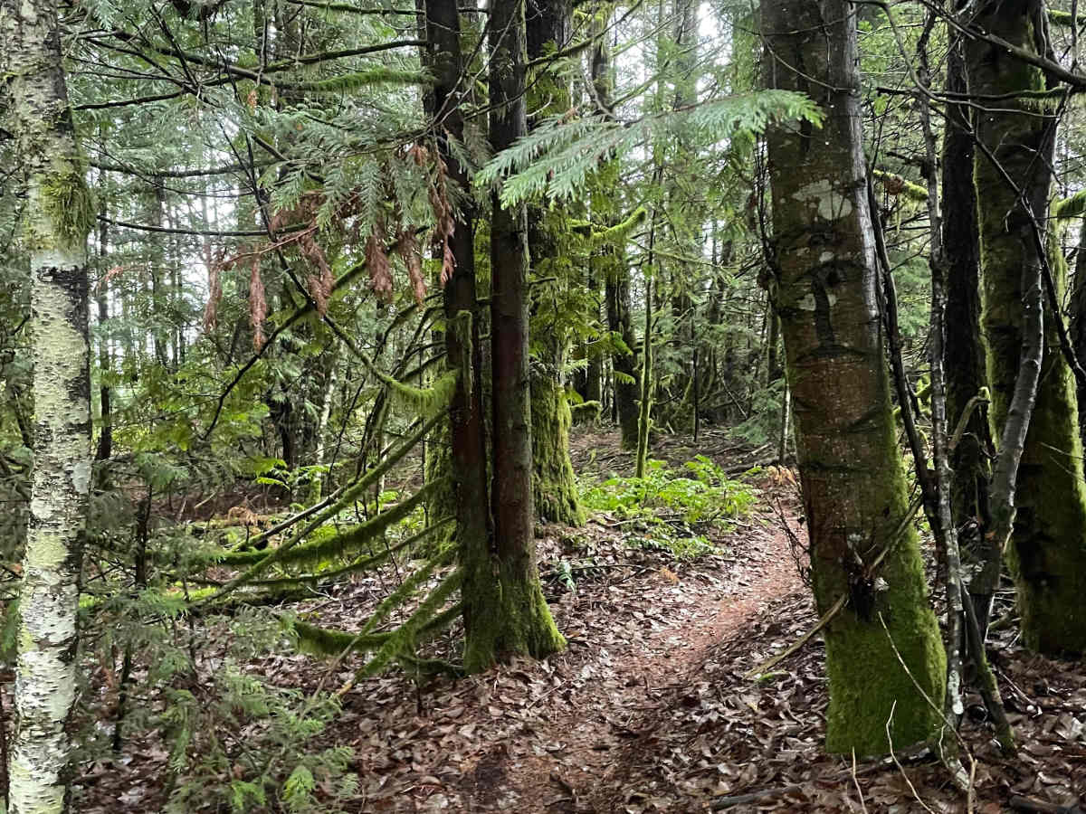 Dark Woods photo 6