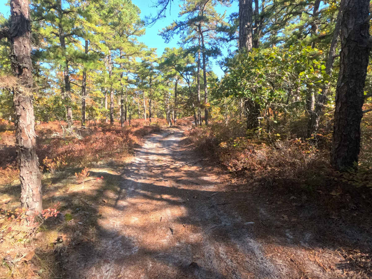 Swamp Road trail photo