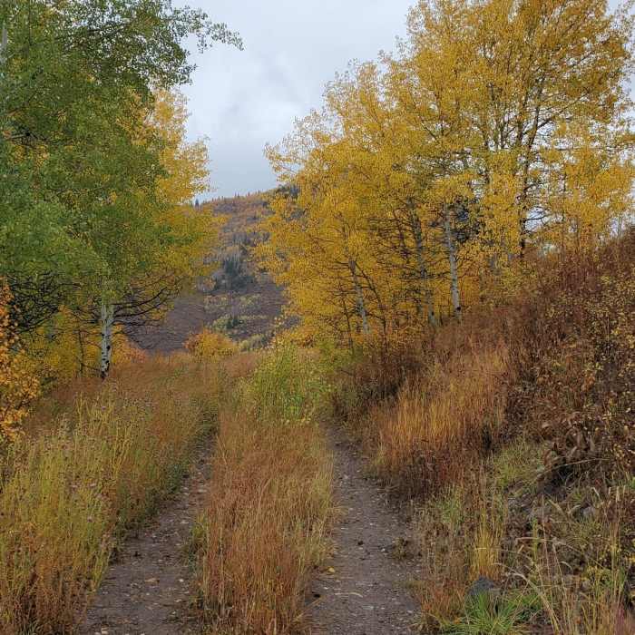 Near the start of the Haymeadow Trail - with fall aspen color. Near Grouse Lake Trail #2127