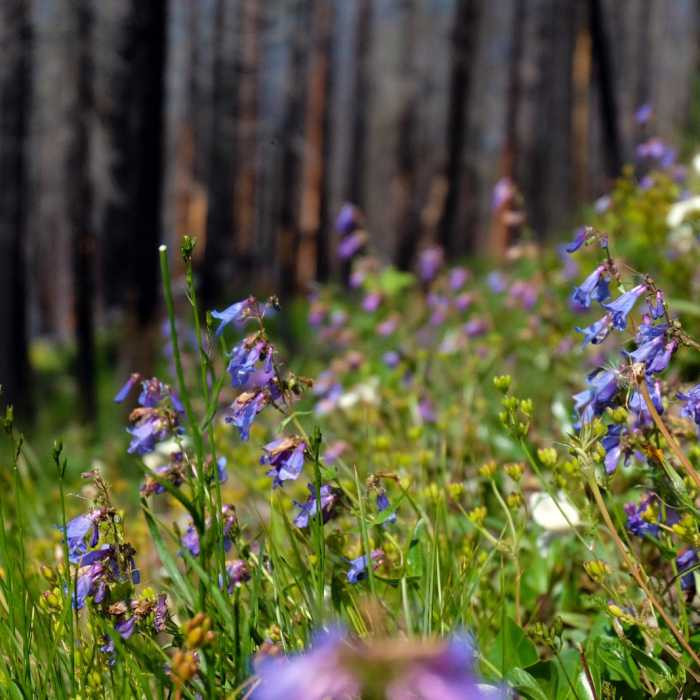 Near Mount Brown Lookout