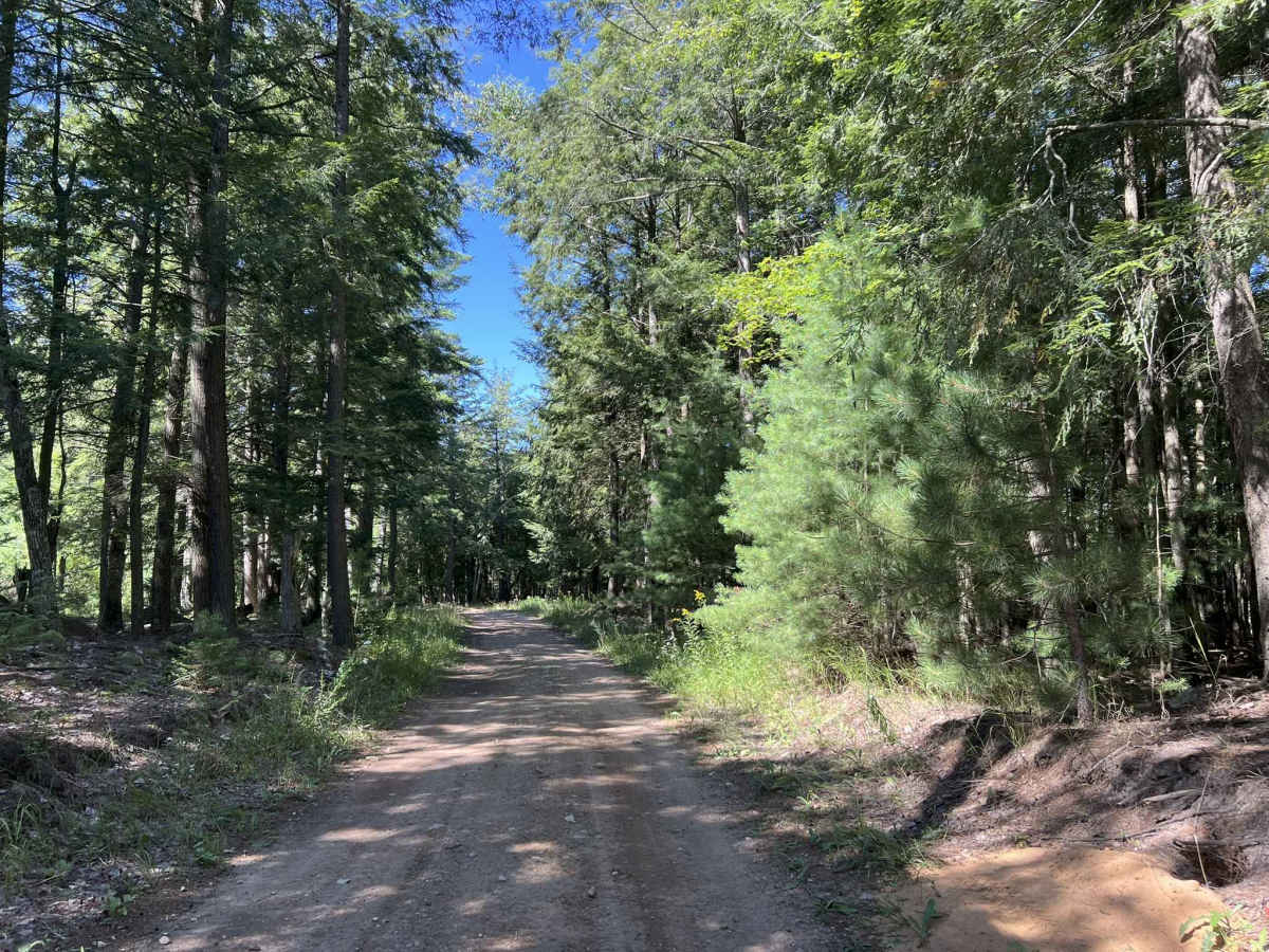 Fir -  Forest Road 13040 photo 6