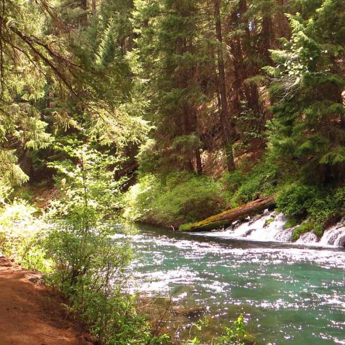 Near Metolius River Trail West