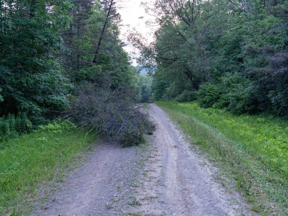 Scholes Forest Road photo 4