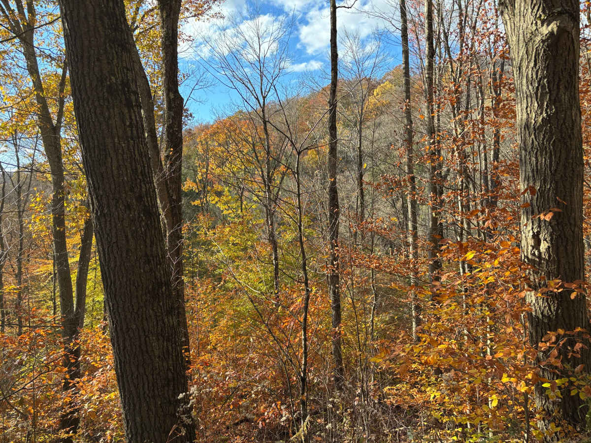 Cross Island Road photo 2