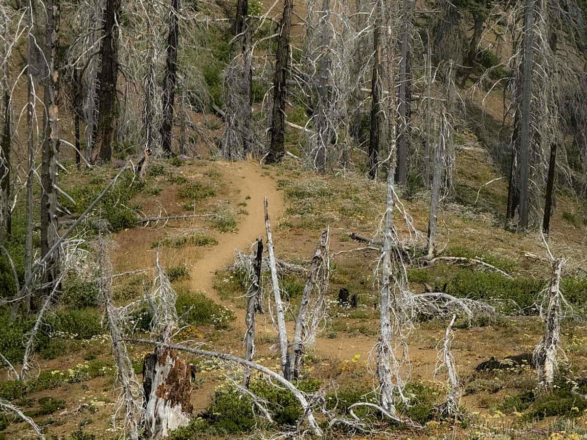 Sasse Mountain (Lower) 1340  photo 2