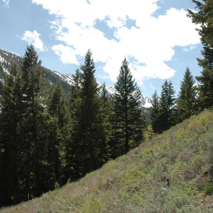 Looking up Iron Bog Creek drainage Near Iron Bog Lake Out-and-Back