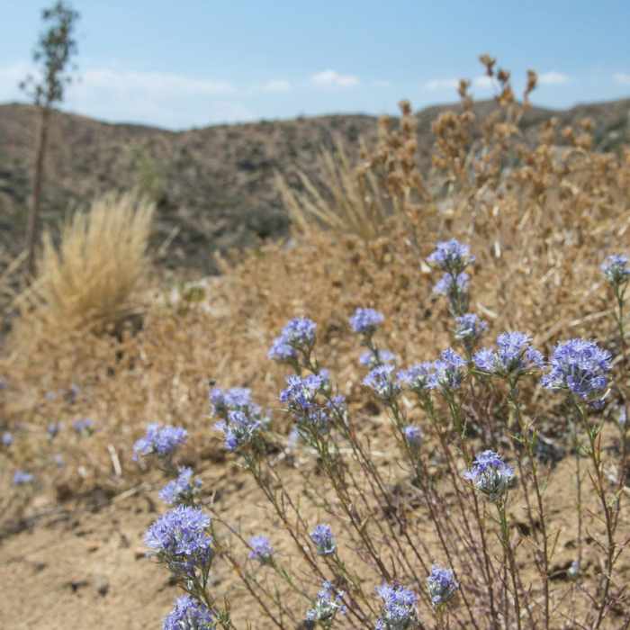 Near Lower Deep Creek Canyon + Warm Springs Near Lower Deep Creek Canyon + Warm Springs