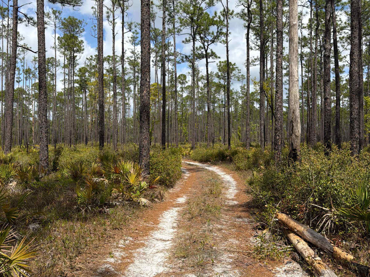 Firewood Loop - Apalachicola 364 C photo 6
